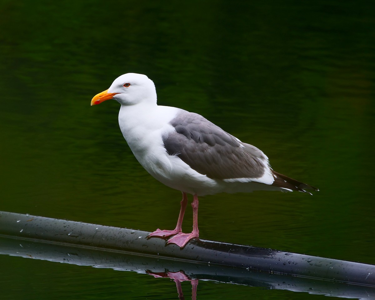 Western Gull - ML161318601