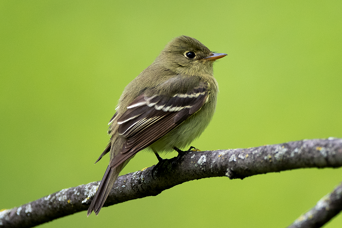 Yellow-bellied Flycatcher - ML161318671