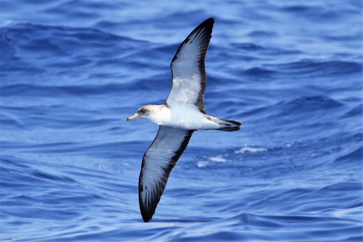 Cory's Shearwater (Scopoli's) - Peter Flood