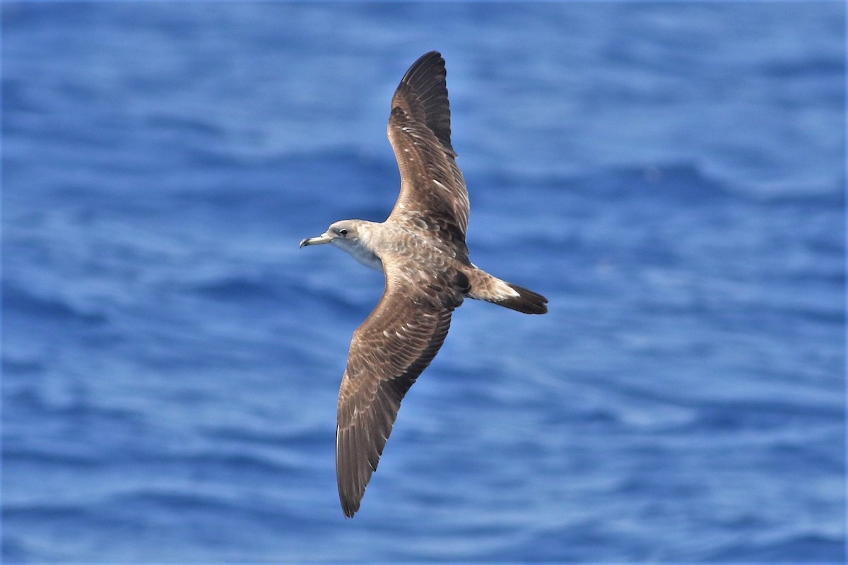 Scopoli's Shearwater - Peter Flood