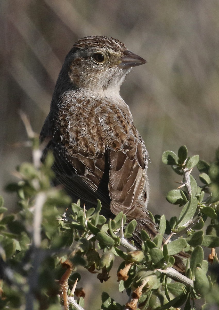 Cassin's Sparrow - Ed Thomas