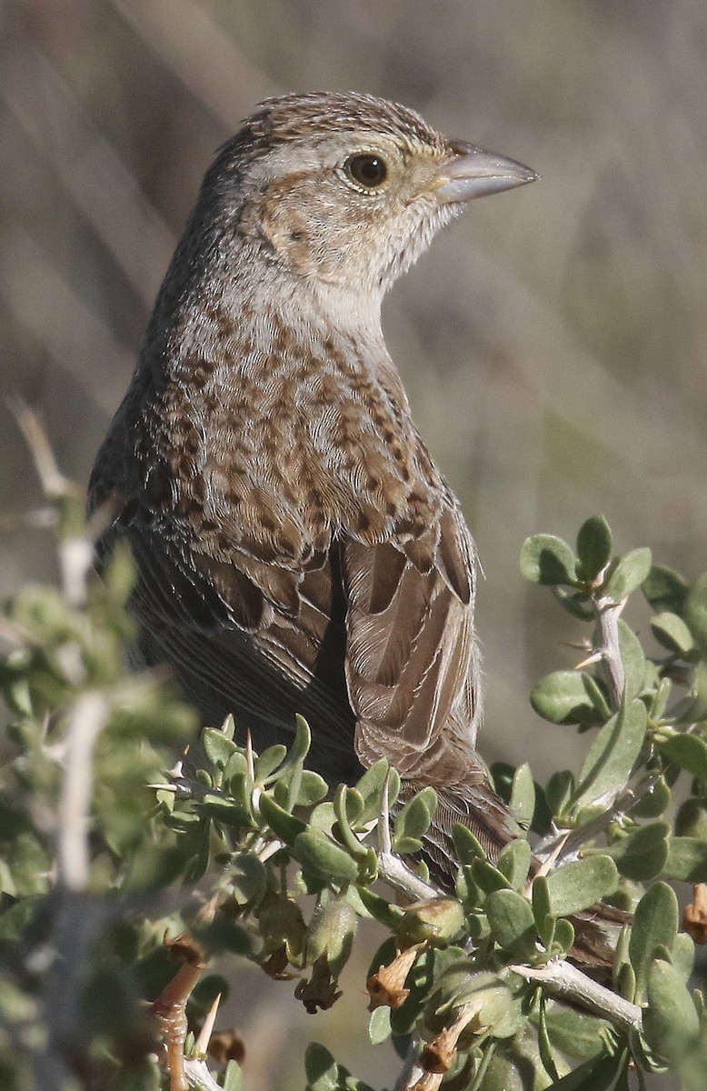 Cassin's Sparrow - Ed Thomas