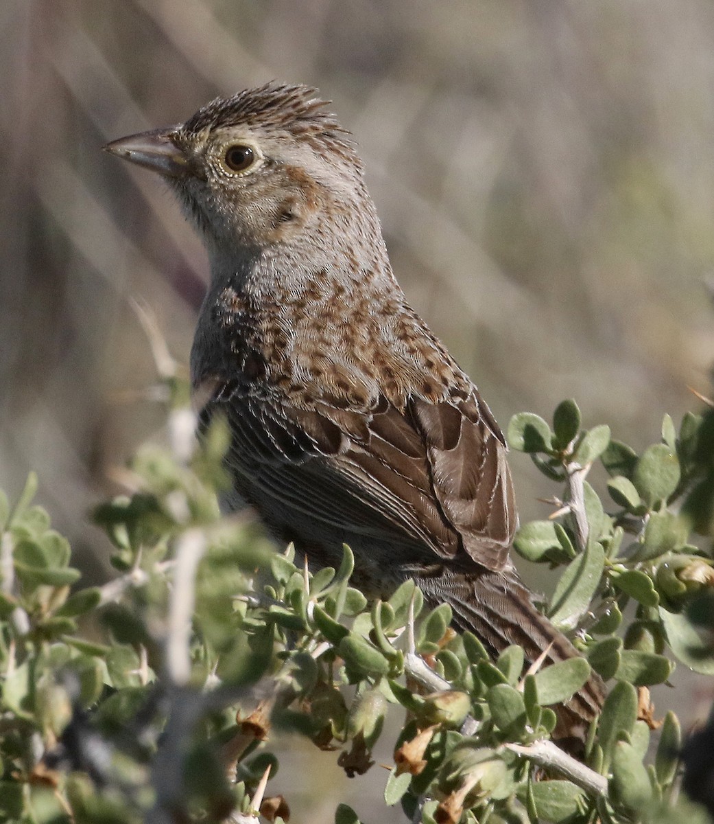 Cassin's Sparrow - Ed Thomas