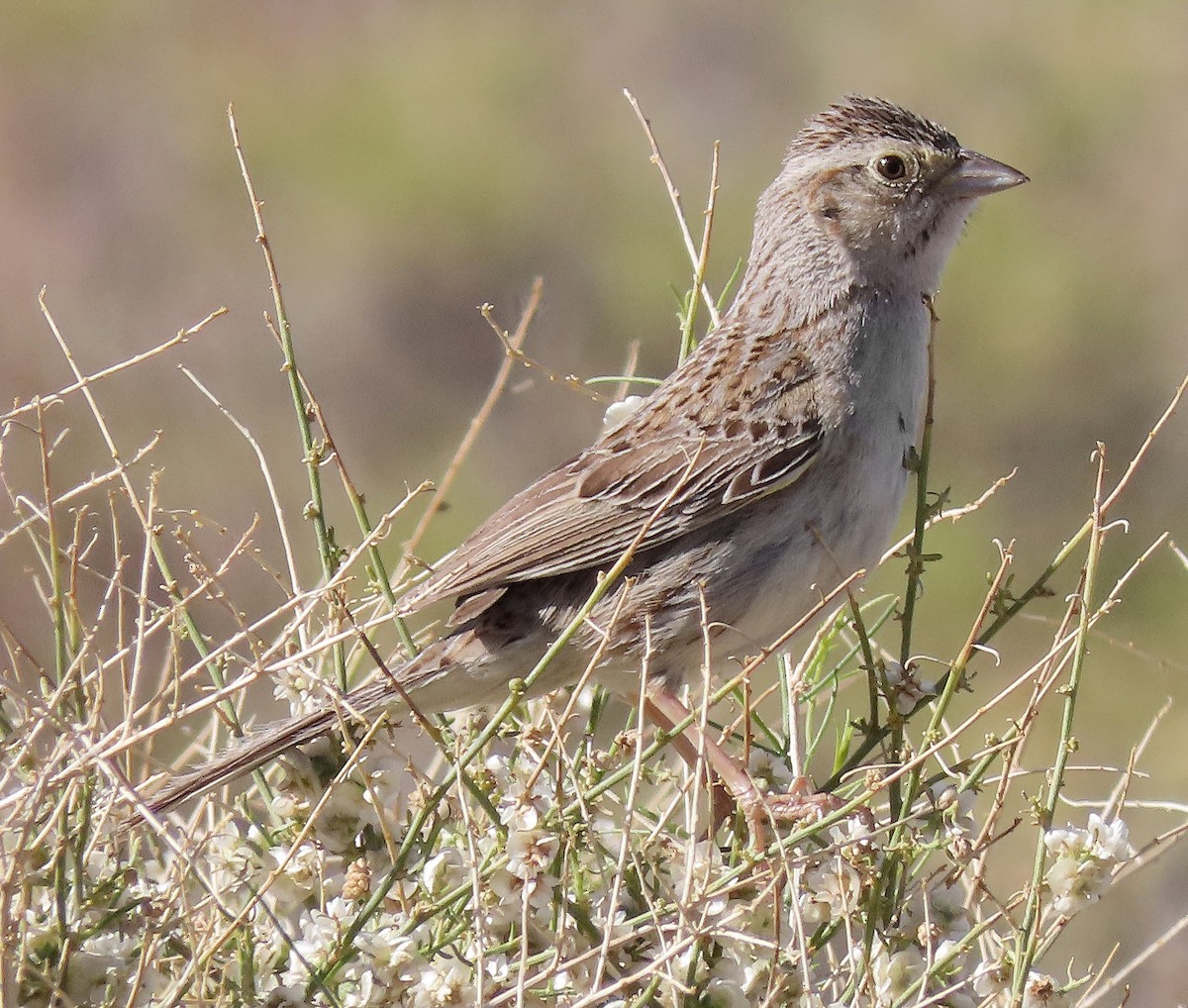 Cassin's Sparrow - Ed Thomas