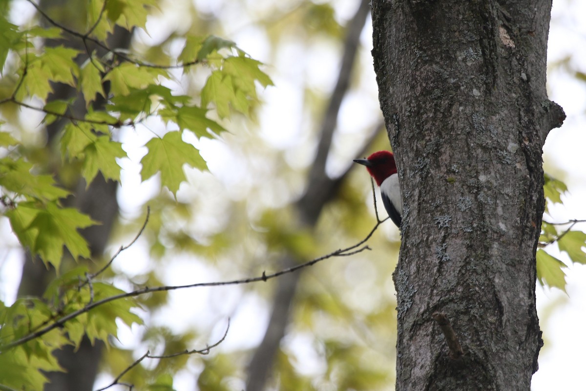Red-headed Woodpecker - ML161320371