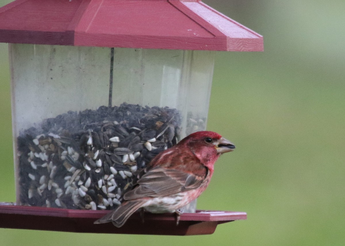 Purple Finch - ML161320911