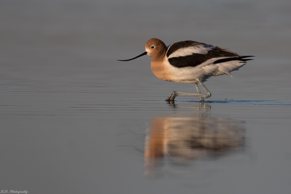 American Avocet - ML161320981