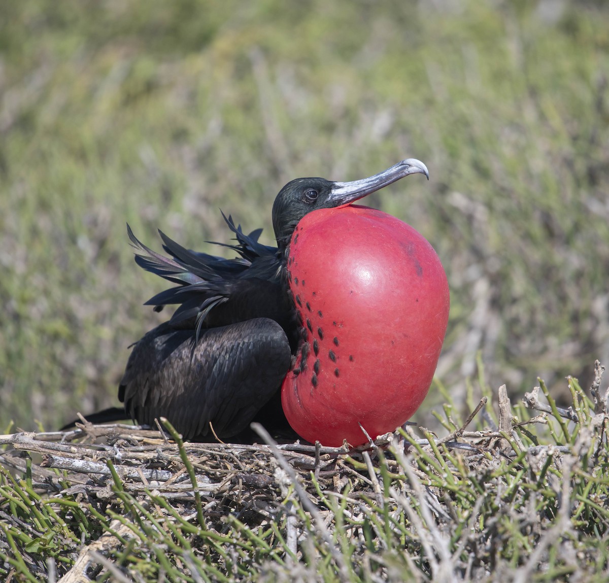 Great Frigatebird - William Richards