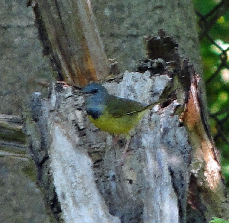 Mourning Warbler - ML161322741