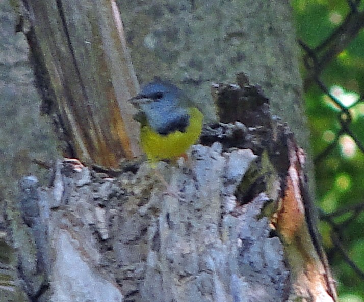 Mourning Warbler - ML161322811