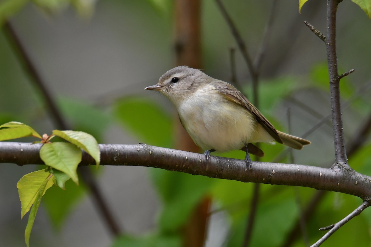 Warbling Vireo - ML161324281