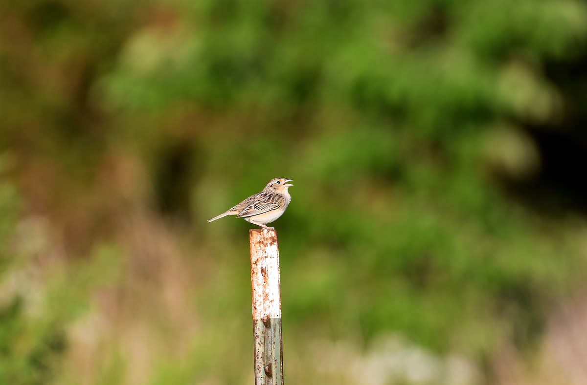 Grasshopper Sparrow - ML161324361