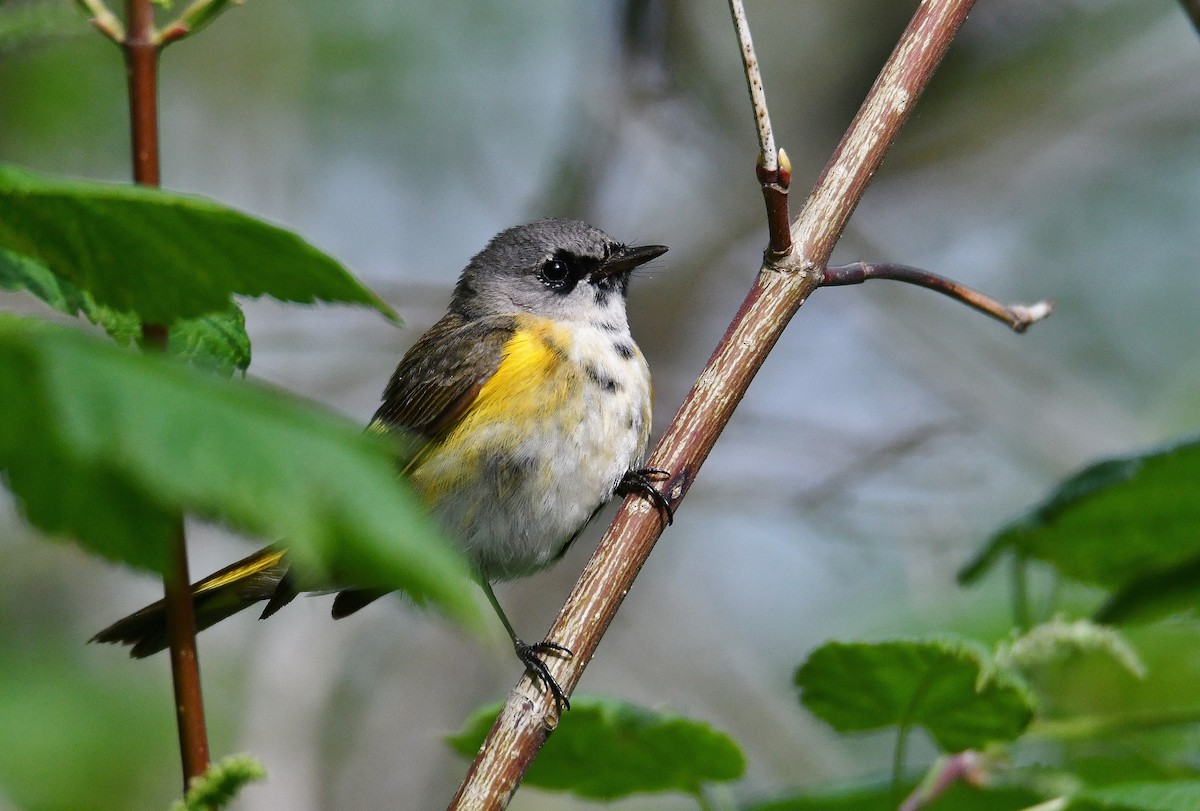 American Redstart - ML161325031