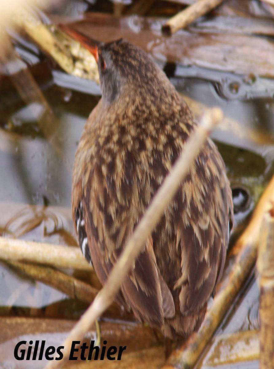 Virginia Rail - ML161329701