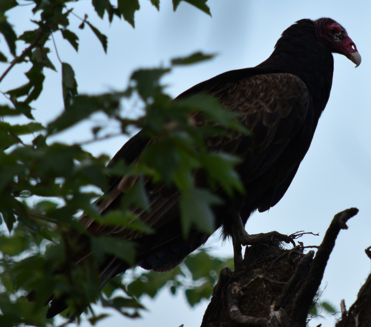 Turkey Vulture - ML161329761