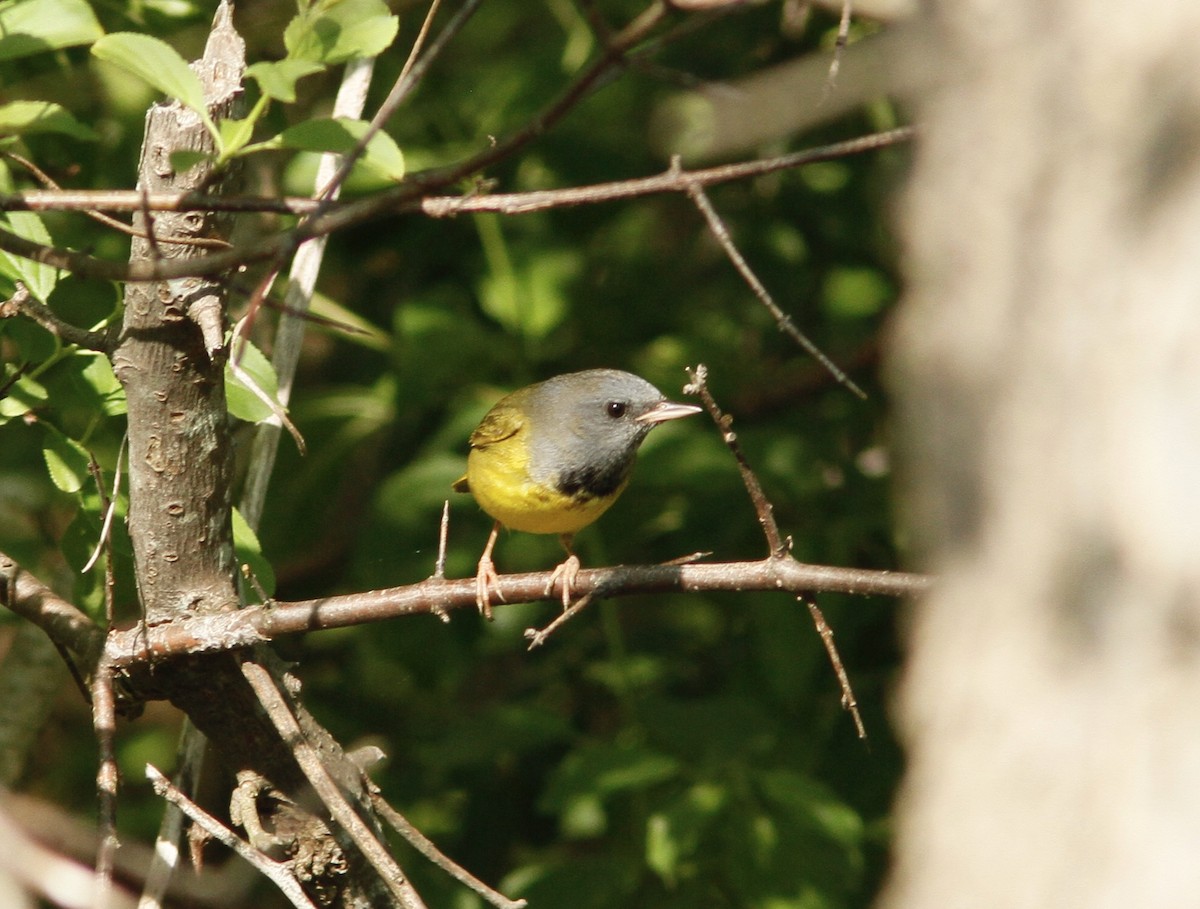 Mourning Warbler - ML161330261