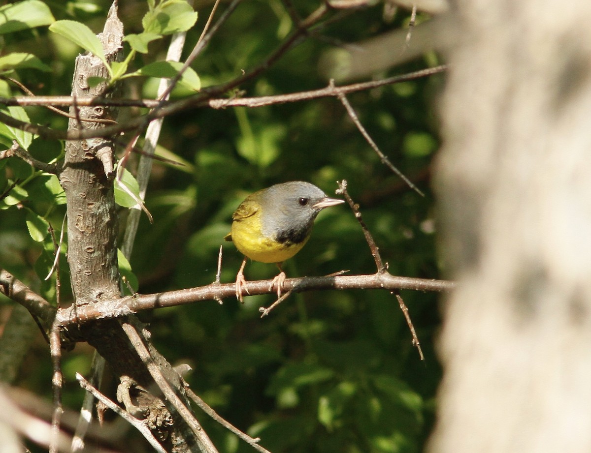 Mourning Warbler - ML161330271