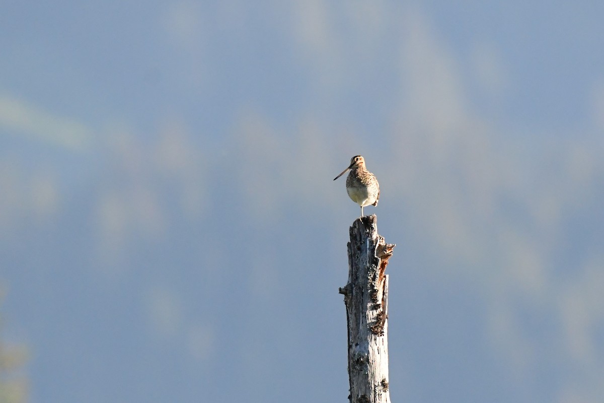 bekasina severoamerická - ML161331021