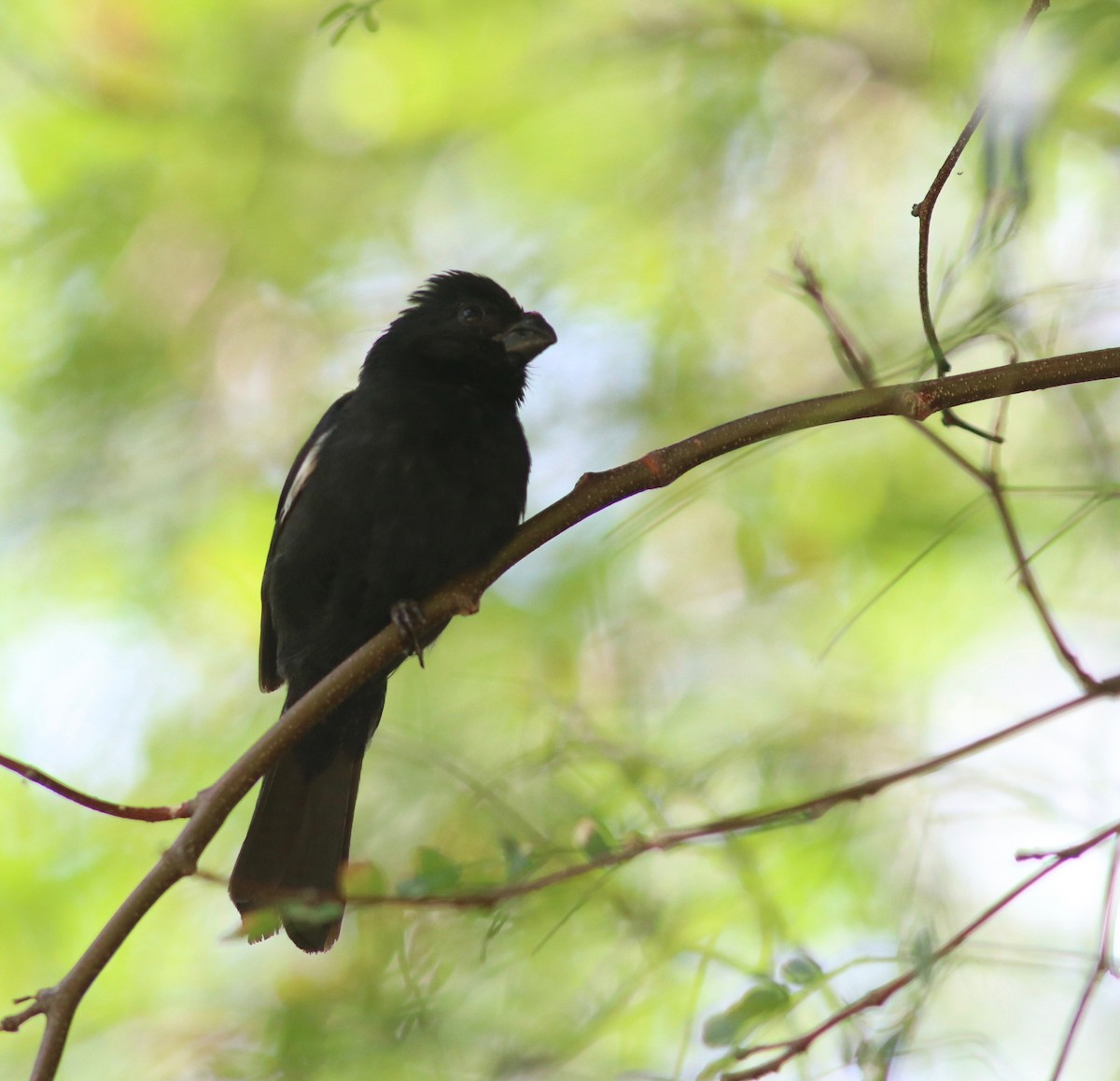 Cuban Bullfinch - ML161331231