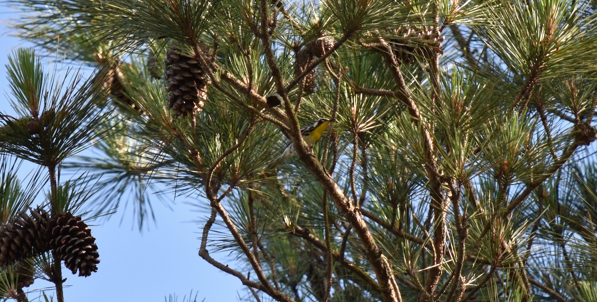 Yellow-throated Warbler - ML161331261