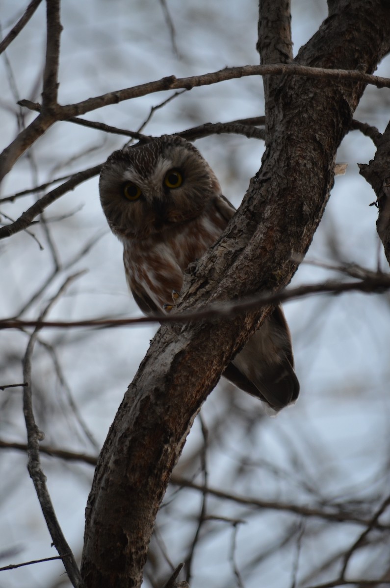 Northern Saw-whet Owl - ML161331661