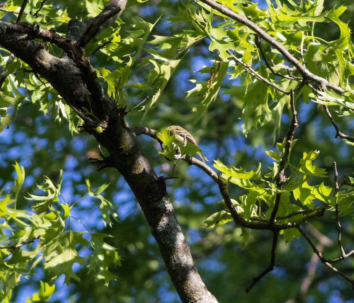 tyranovec malinký - ML161334011