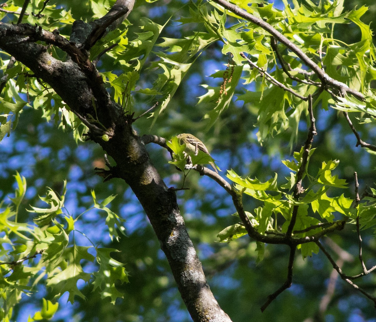 Least Flycatcher - ML161334011