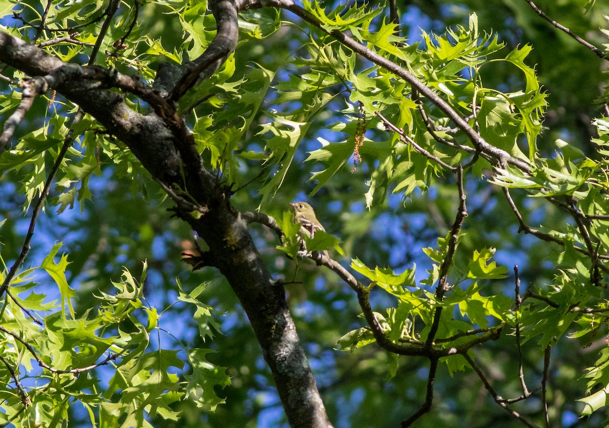 Least Flycatcher - ML161334031