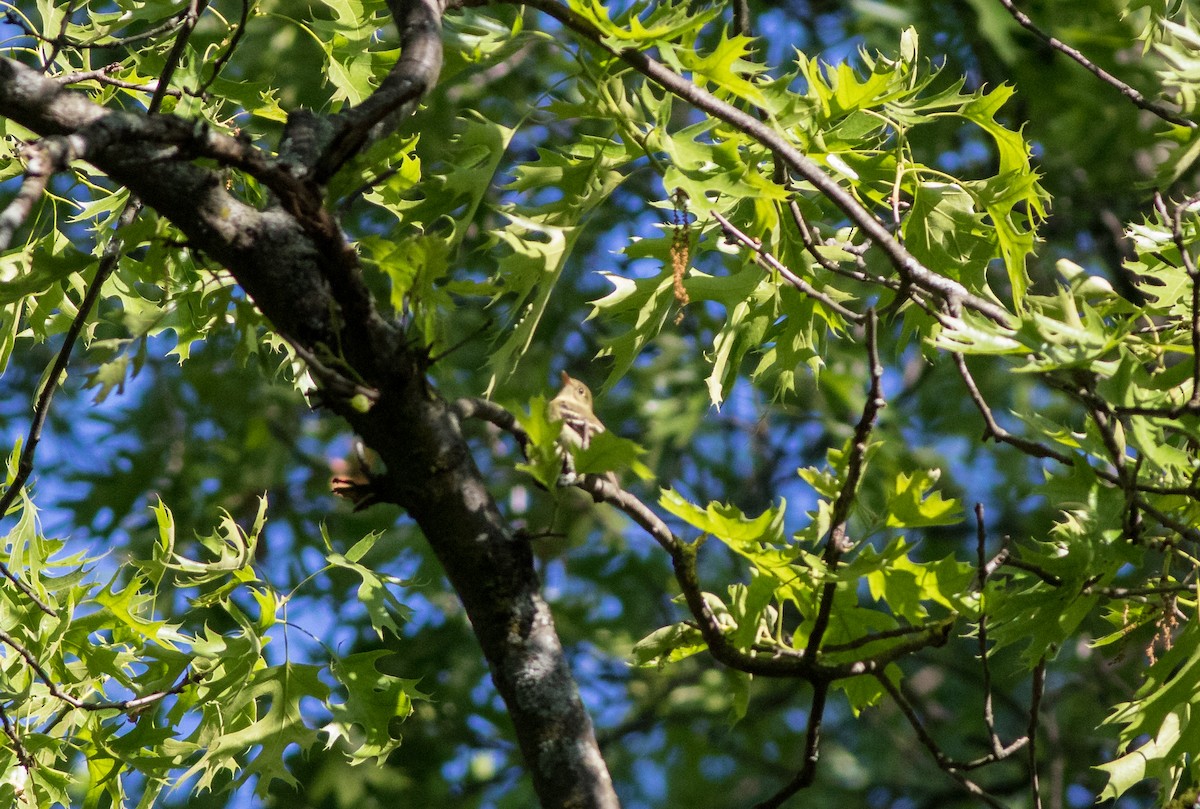 Least Flycatcher - ML161334041