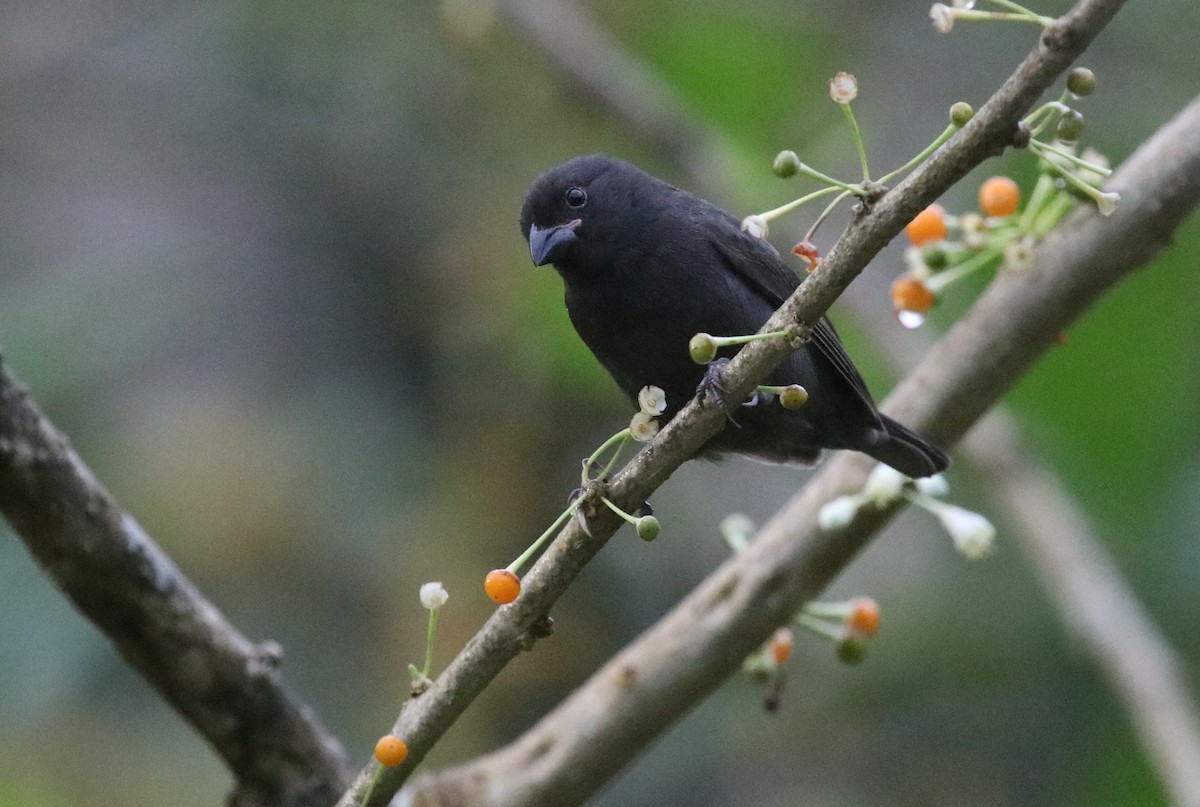 Sooty Grassquit - Jason Fidorra