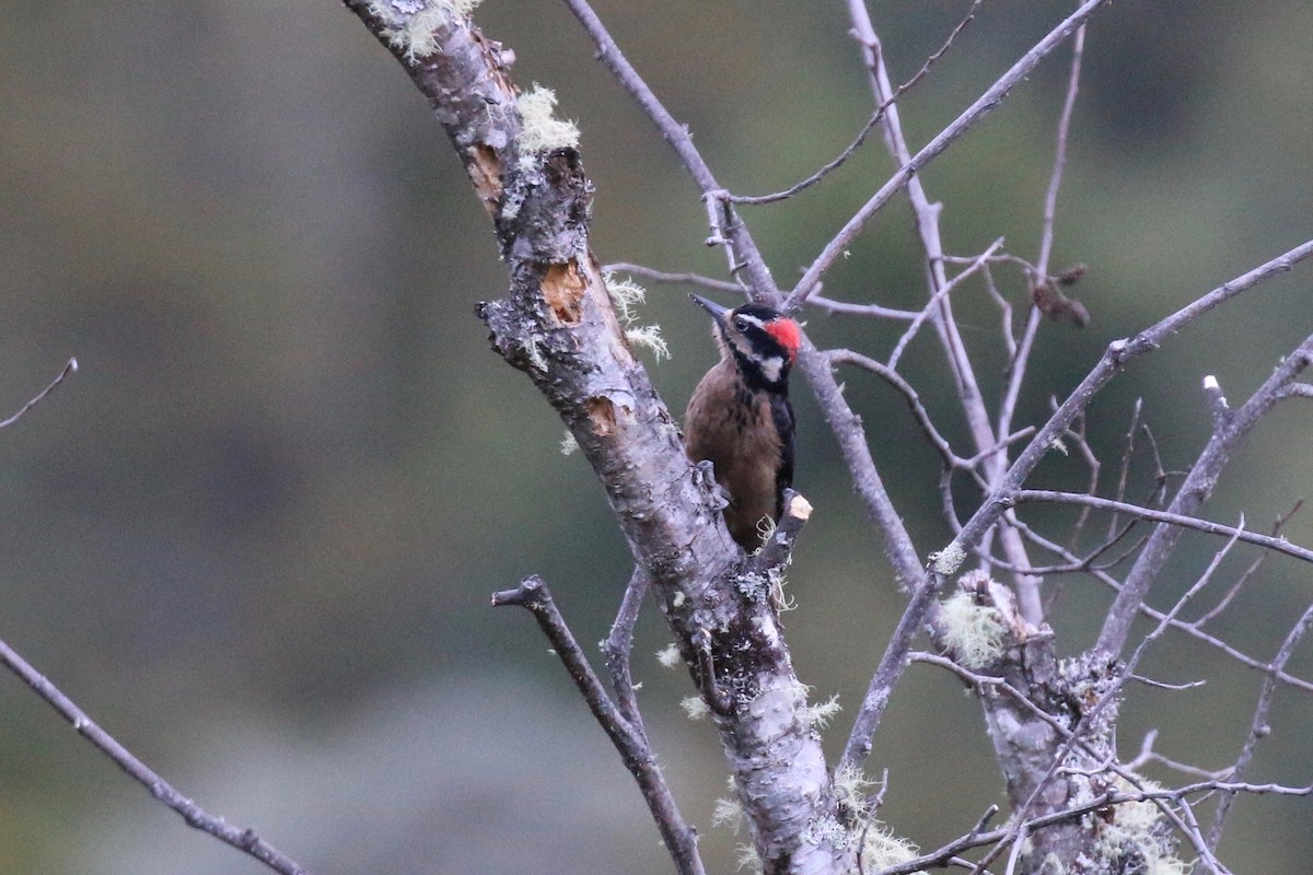 Hairy Woodpecker - ML161337101