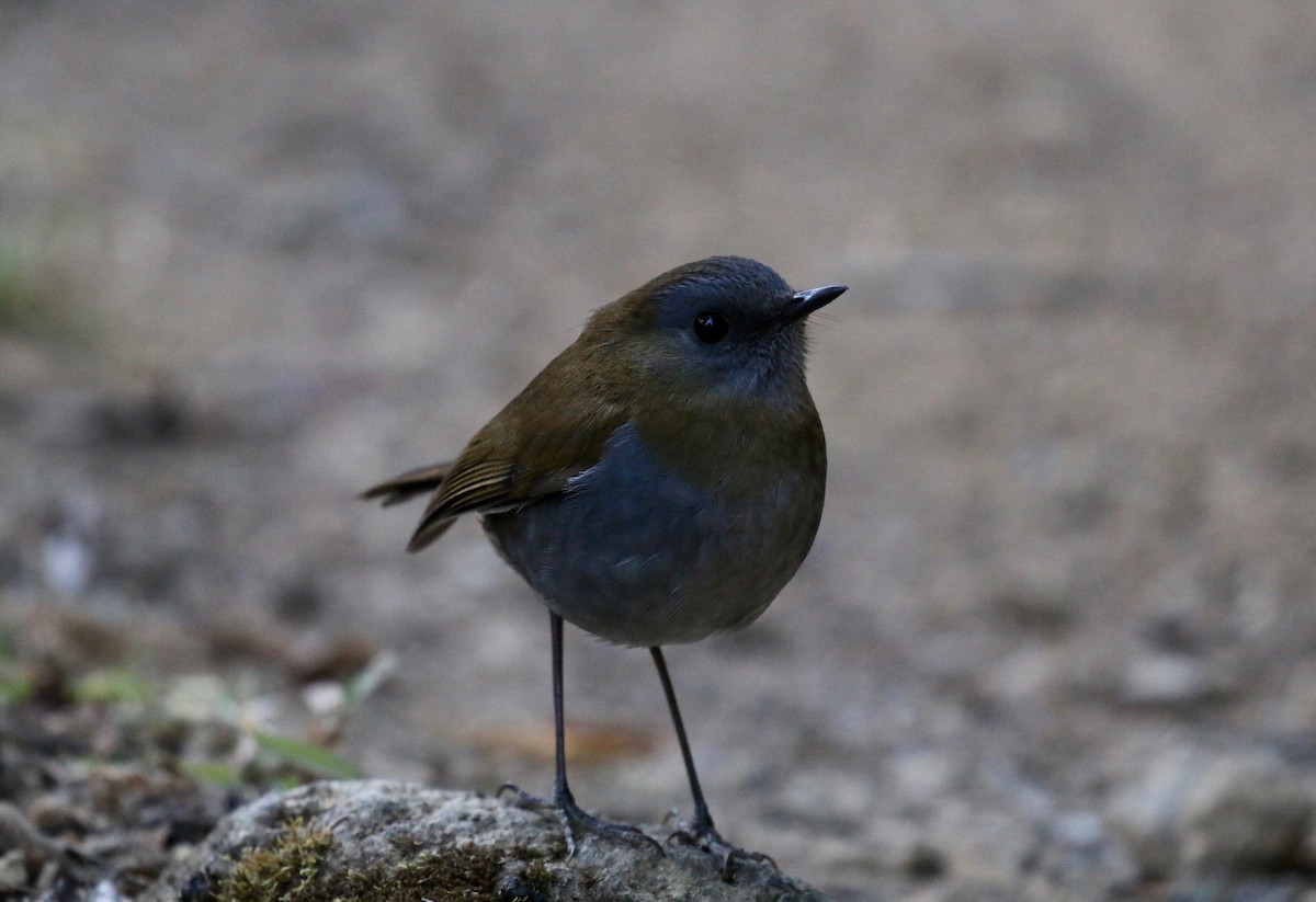 Black-billed Nightingale-Thrush - ML161337181