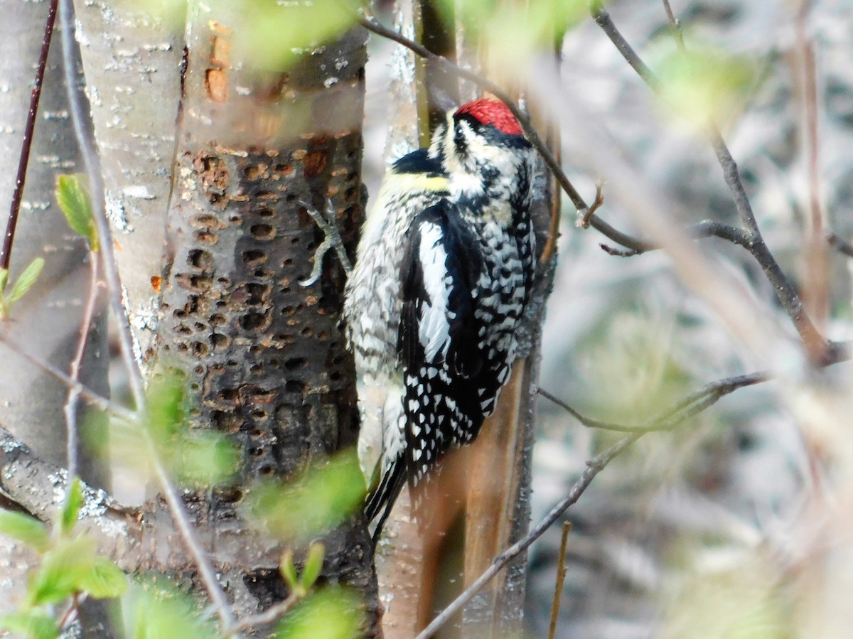 Yellow-bellied Sapsucker - ML161338281