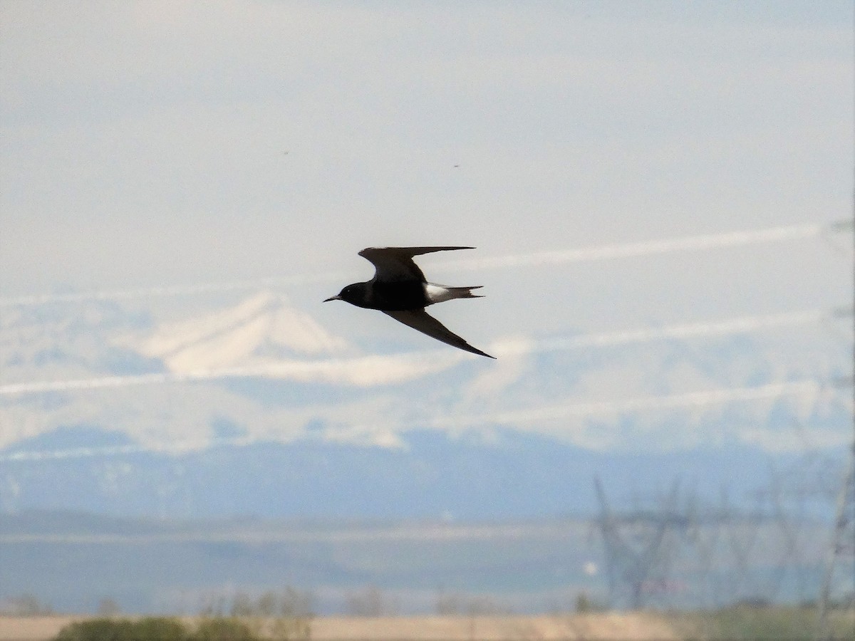 Black Tern - Mike Russum