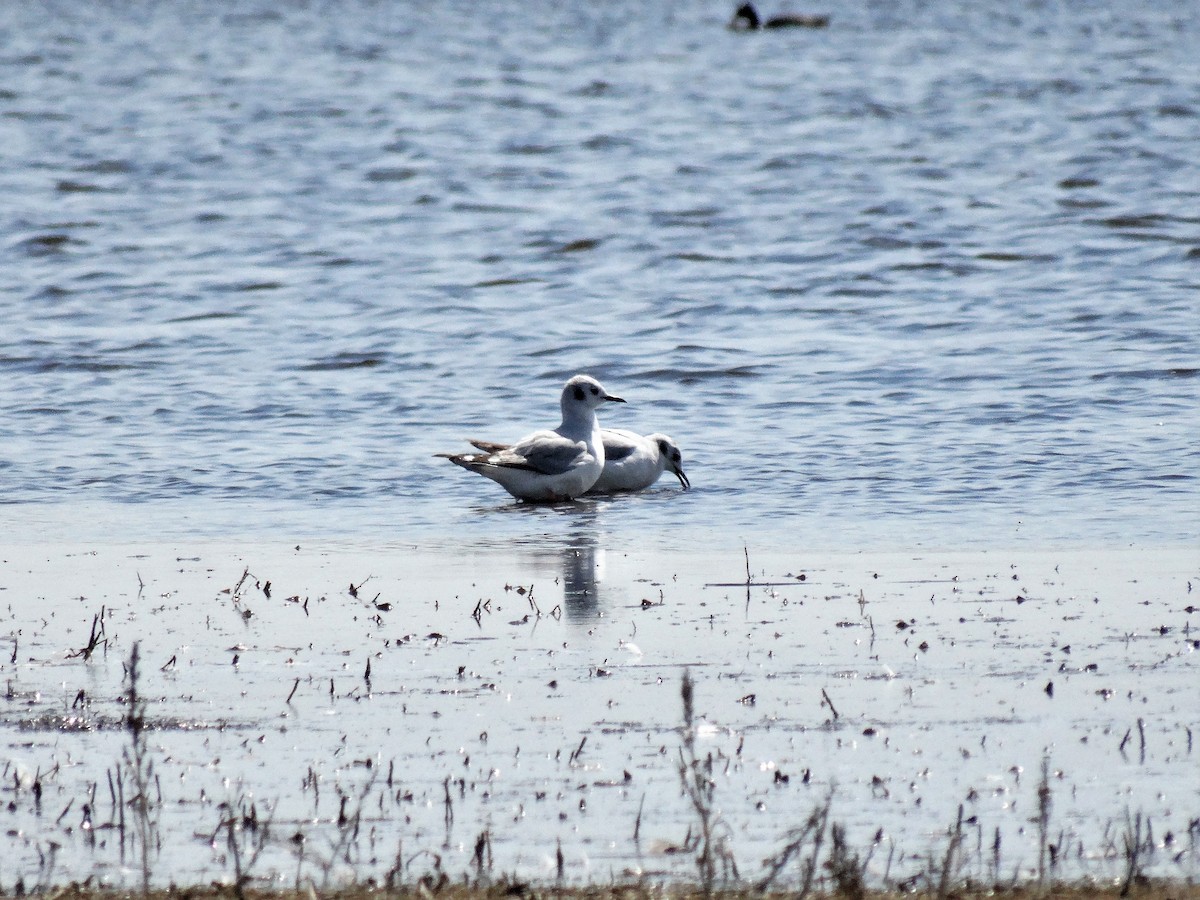 Bonaparte's Gull - ML161342561