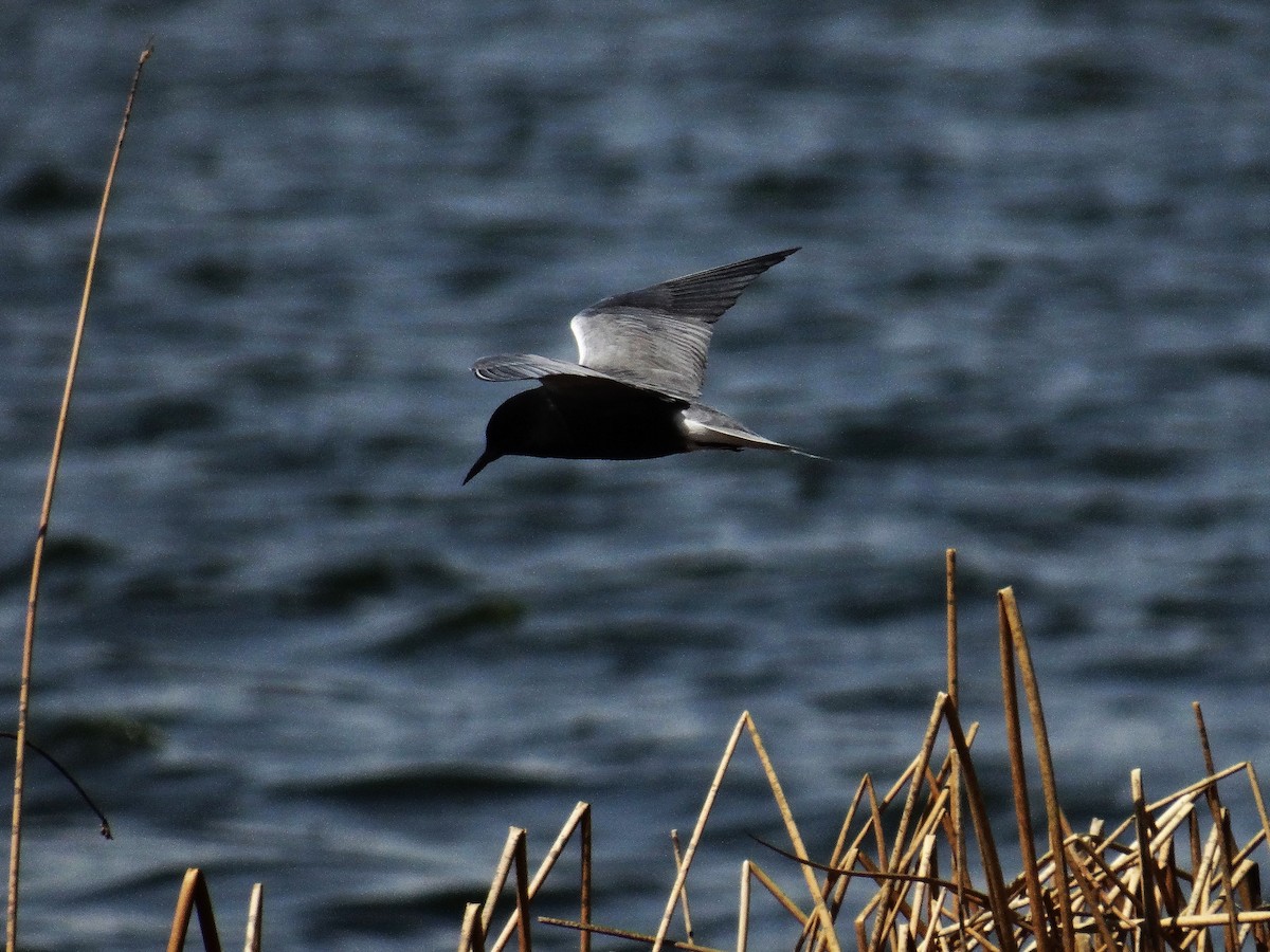 Black Tern - ML161342621