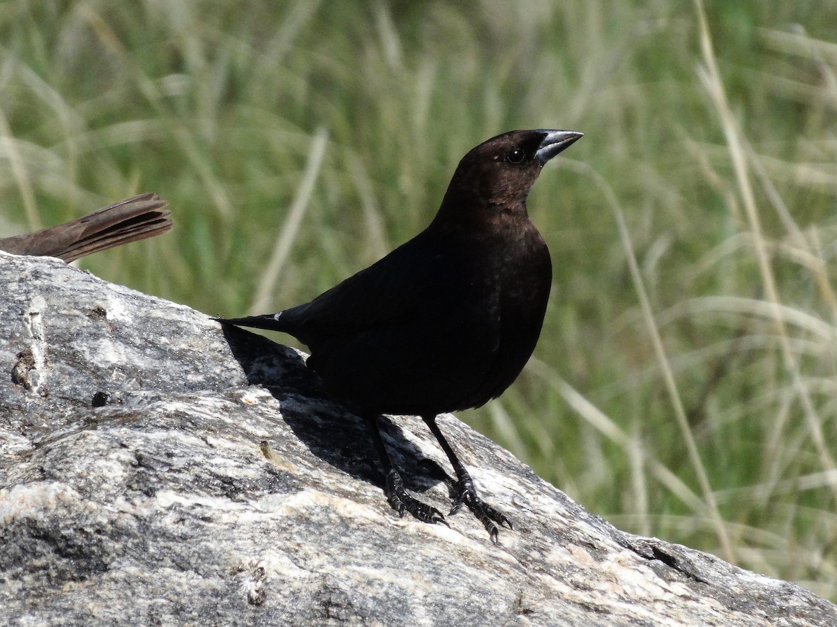 Brown-headed Cowbird - ML161343161