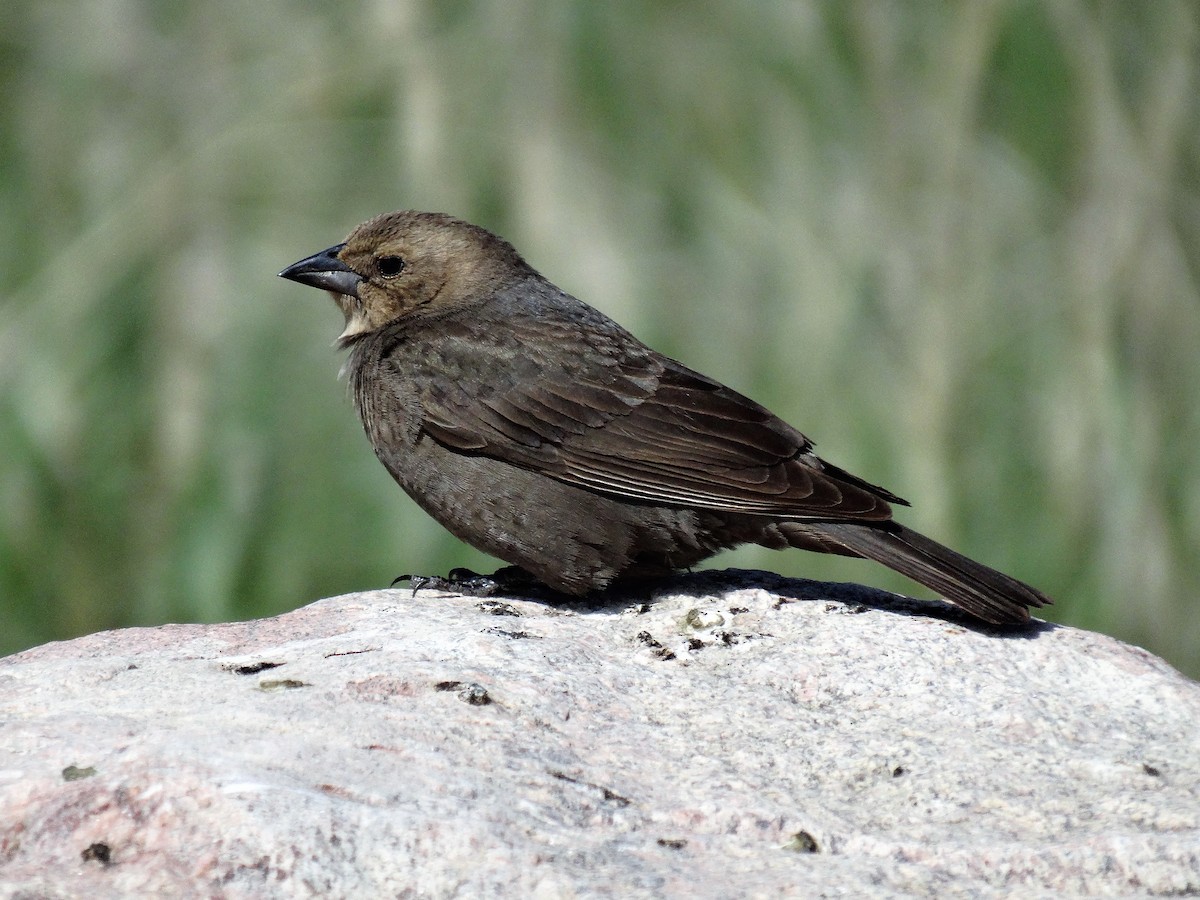 Brown-headed Cowbird - ML161343231