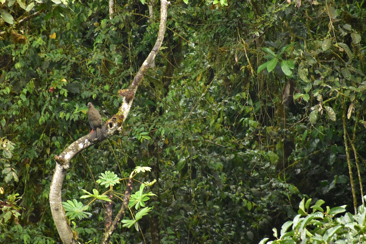 Sickle-winged Guan - ML161343351
