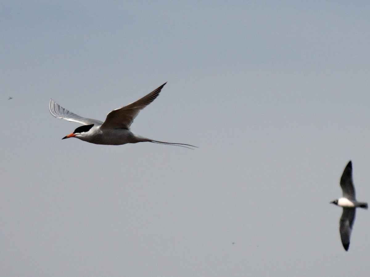 Forster's Tern - Mike Russum