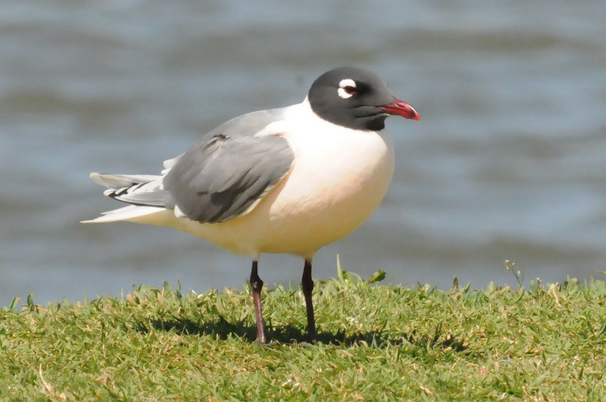 Franklin's Gull - Bruce Mast