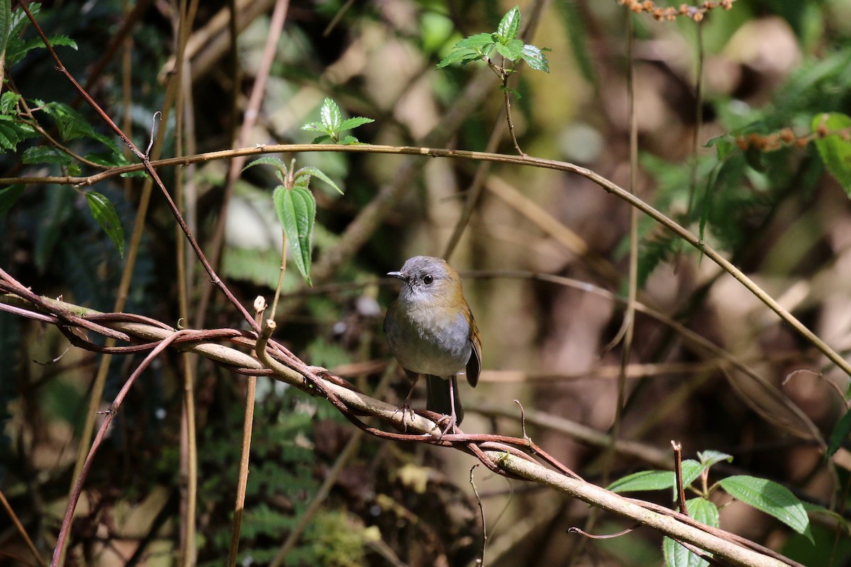 Black-billed Nightingale-Thrush - ML161345981