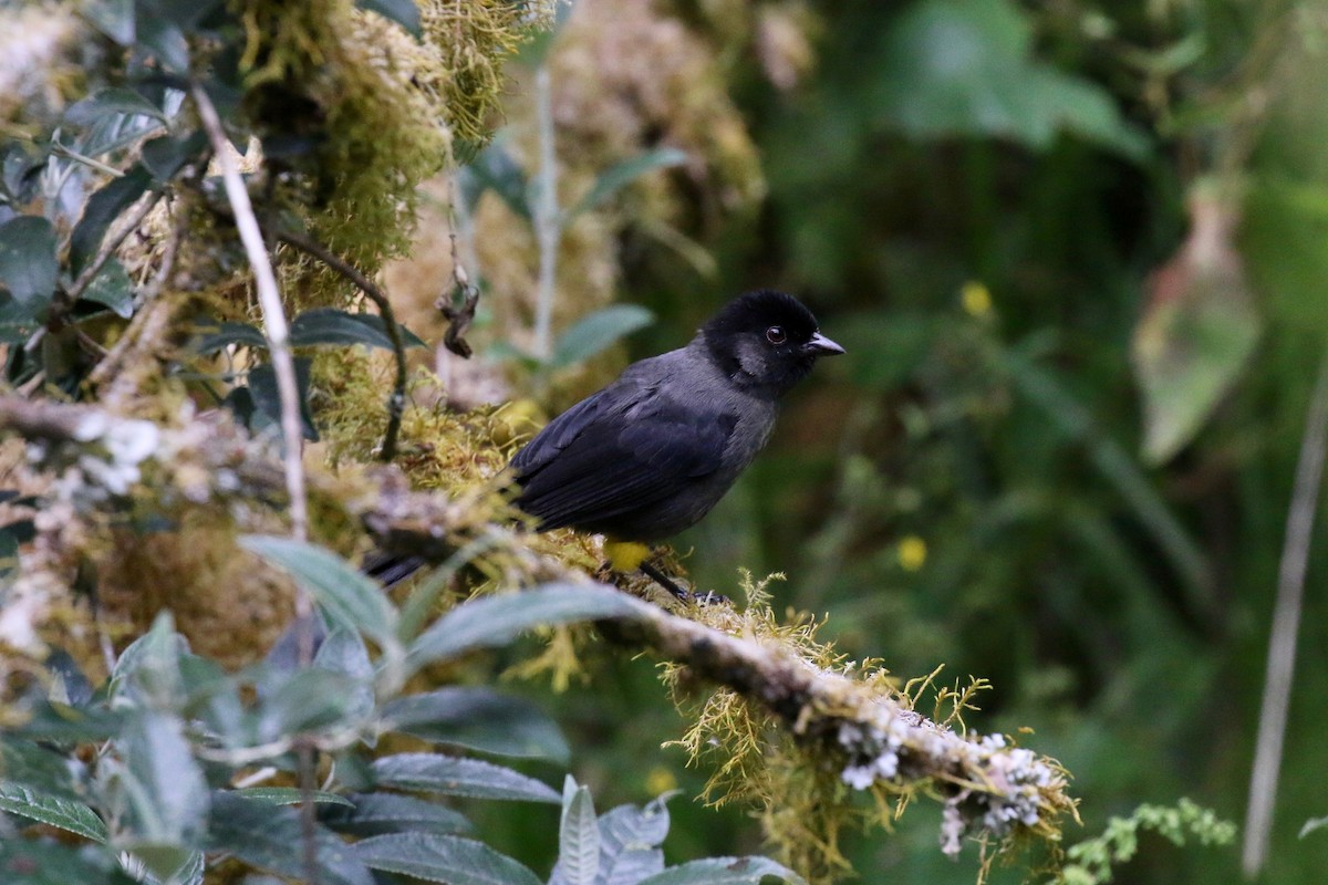 Yellow-thighed Brushfinch - ML161345991