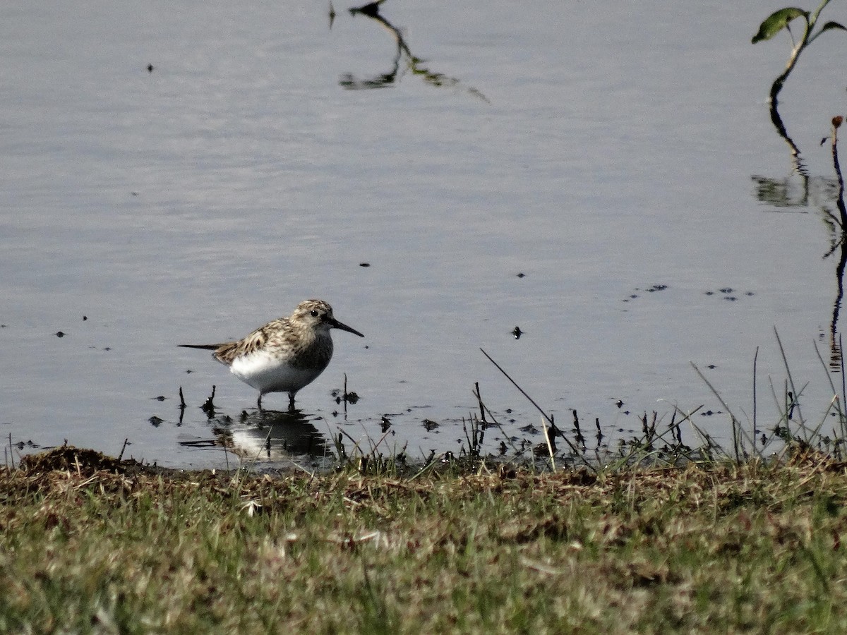 Semipalmated Sandpiper - ML161346151