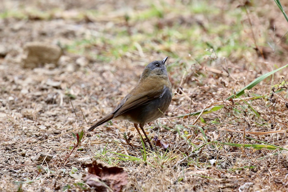 Black-billed Nightingale-Thrush - ML161346621