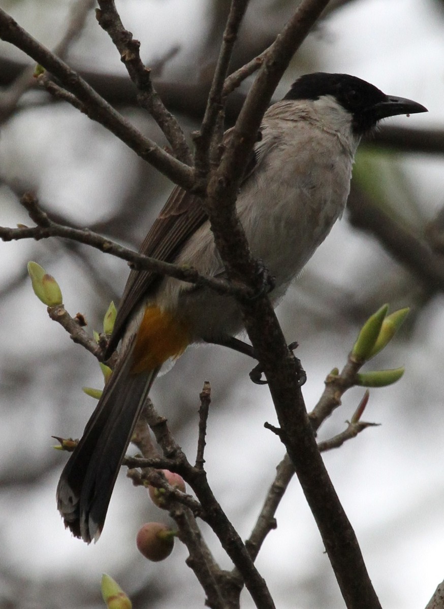 Sooty-headed Bulbul - Colin Trainor