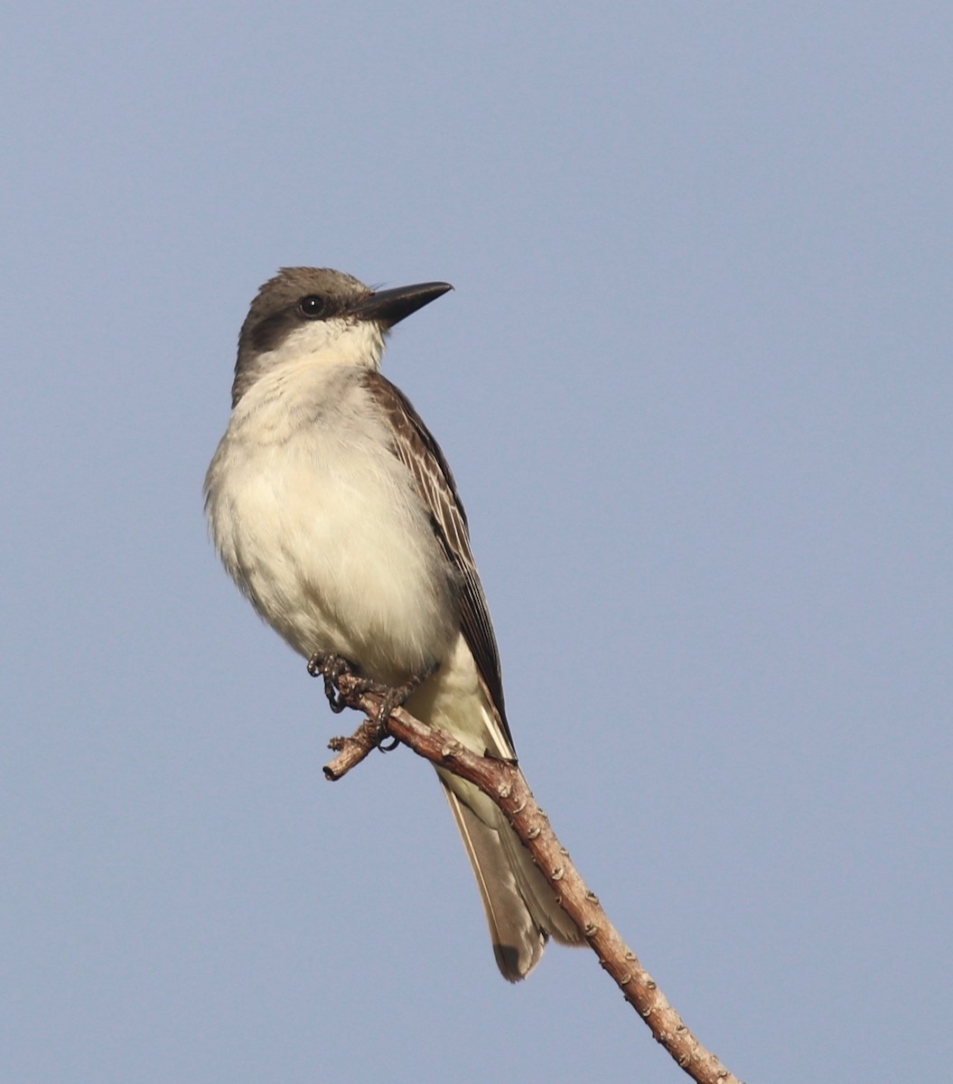 Gray Kingbird - ML161348561