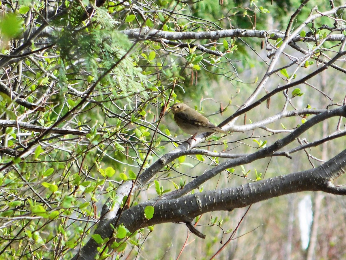 Swainson's Thrush - ML161348671