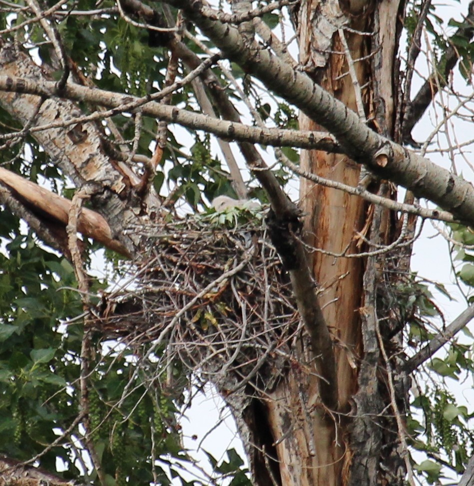 Great Horned Owl - ML161348711