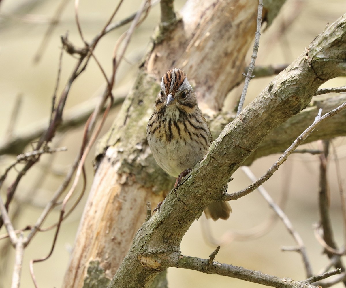 Lincoln's Sparrow - Daniel Emlin